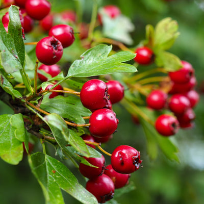 Hawthorn Berry