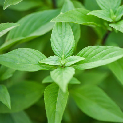 Holy Basil Leaf