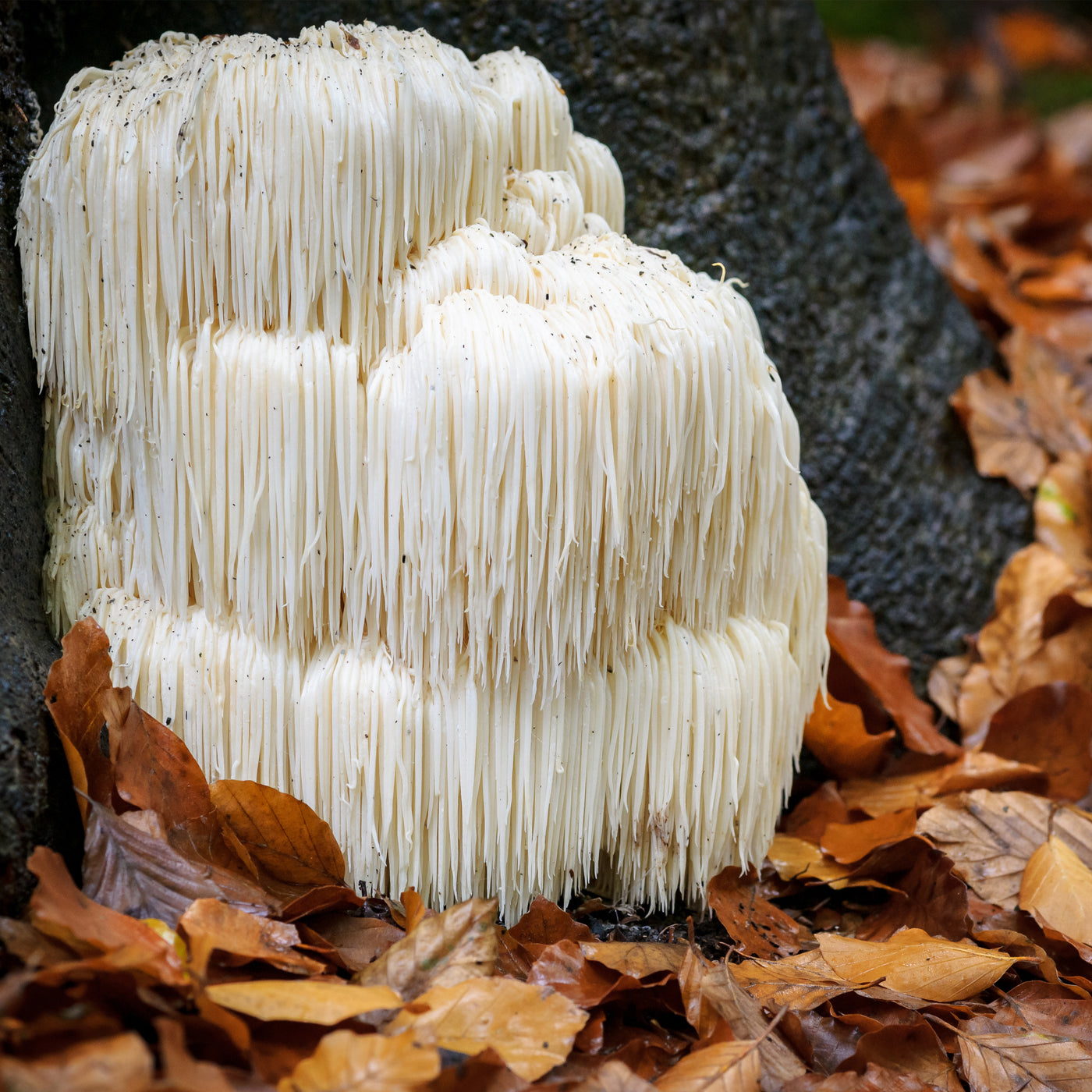 Lion's Mane Mushroom